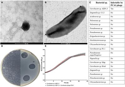 Adaptive lifestyle of bacteria determines phage-bacteria interaction